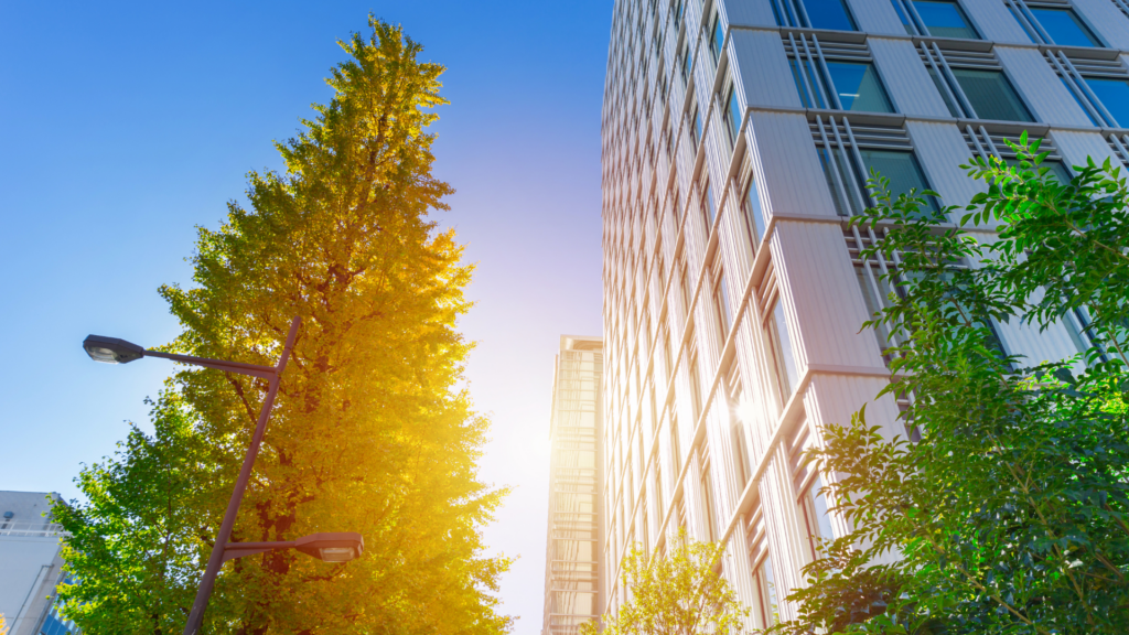 EVORA Global image looking up at tall buildings with trees surrounding against a blue sky with a low, bright sun reflecting